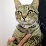 Noah is a 1-year-old domestic shorthair. This handsome guy is on the time to warm up to his new surroundings, and once he is comfortable he will purr up a storm.